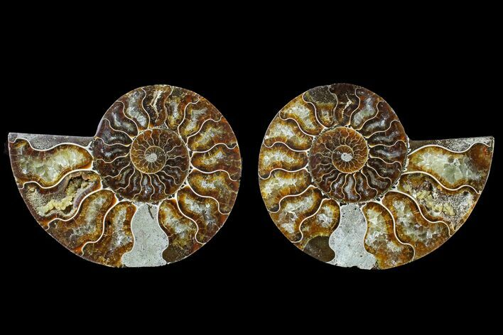 Agate Replaced Ammonite Fossil - Madagascar #166753